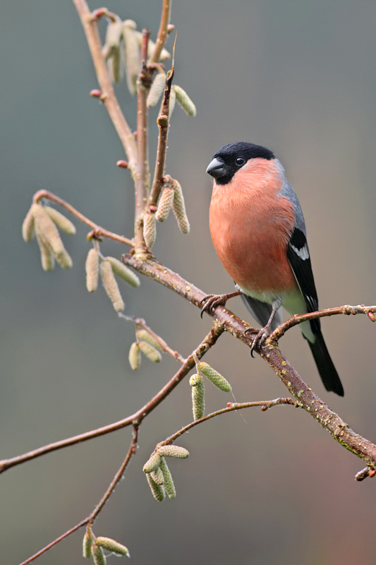 Bullfinch male 2 